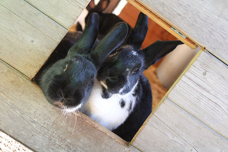 Ferienhof mit Tieren im Bayerischen Wald